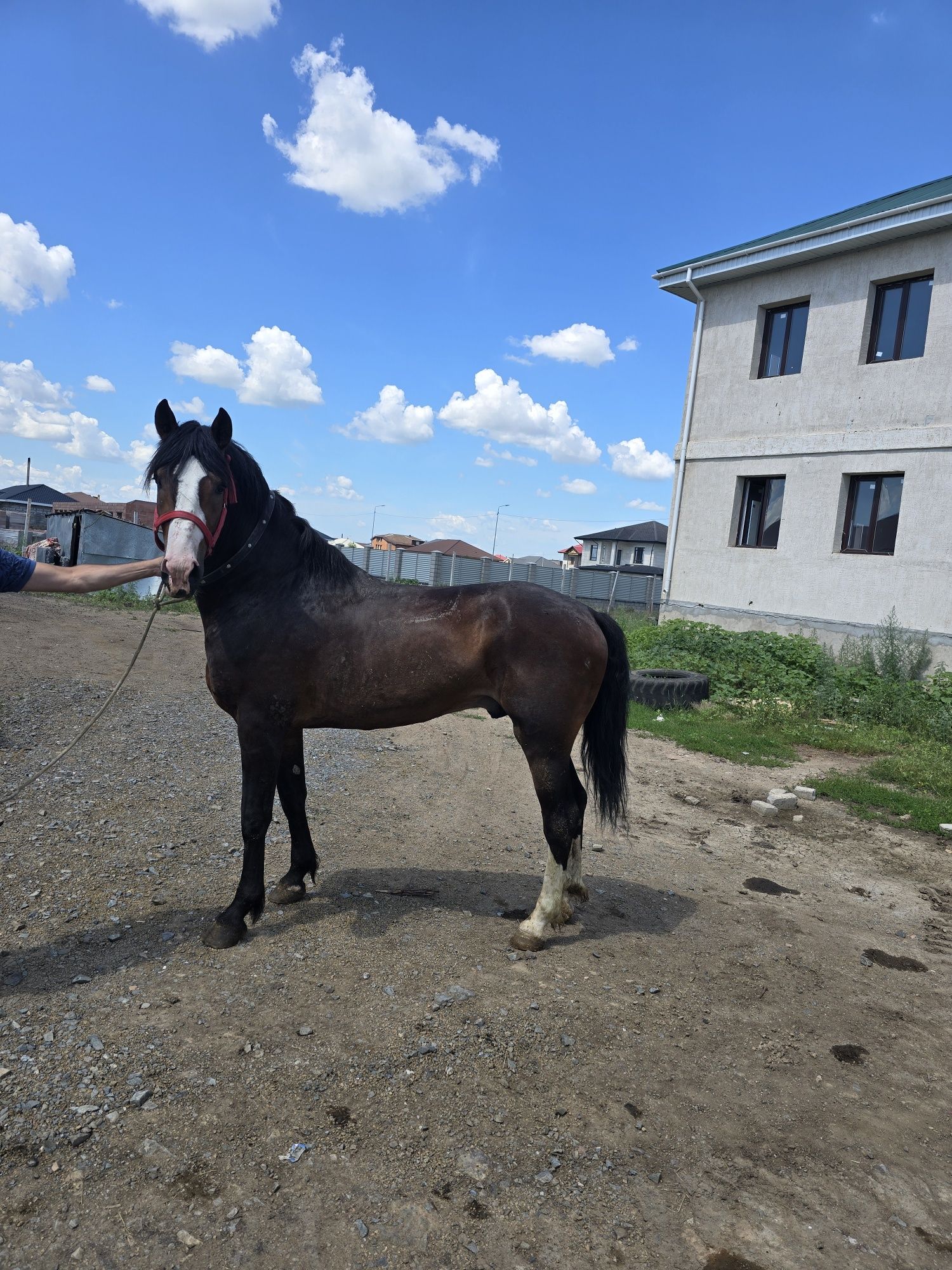 Продам жеребца 3 года