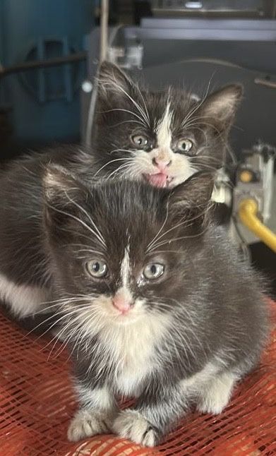 Отдам котят в добрые руки