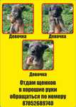Отдам щнков полулайки в добрые руки!