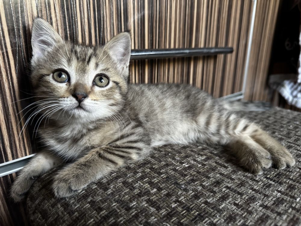 Котята девочки 2 с половинои месяца