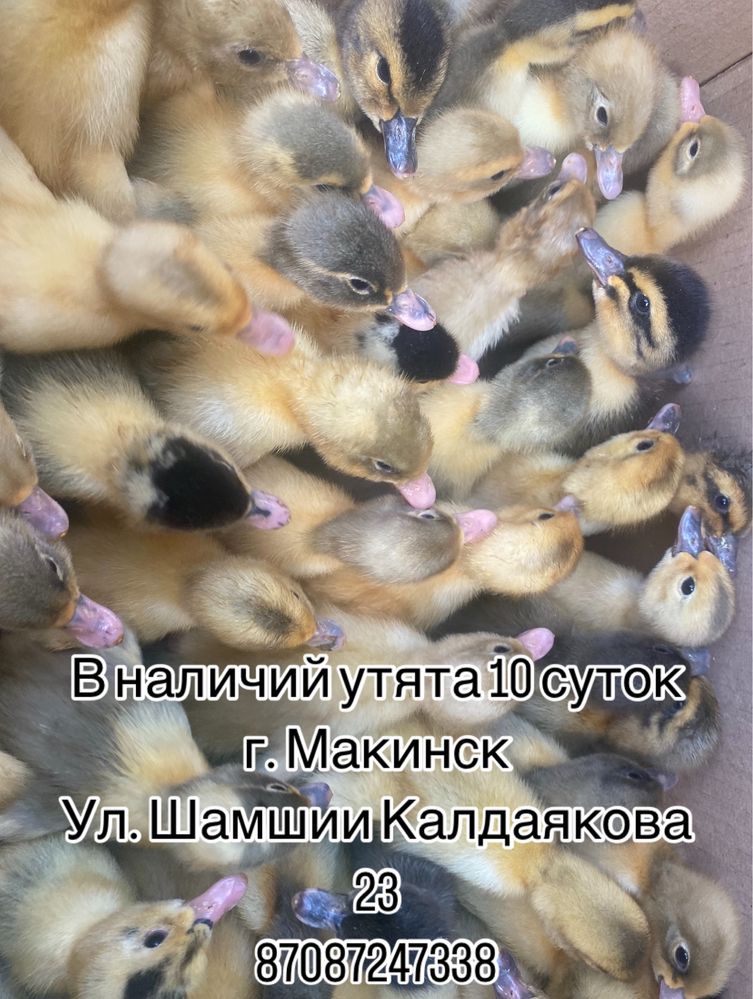 Продам подрошенных утят