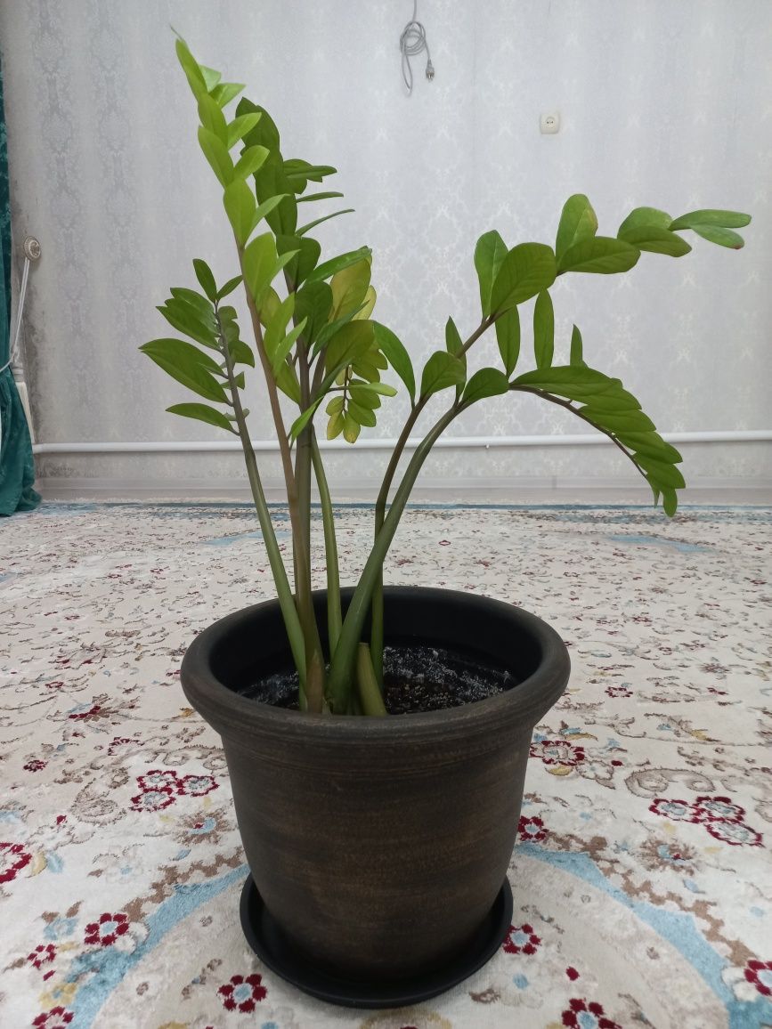 Продается цветы!