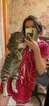 Передержка кошек