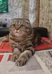 Вязка. Котик Скоттиш фолд