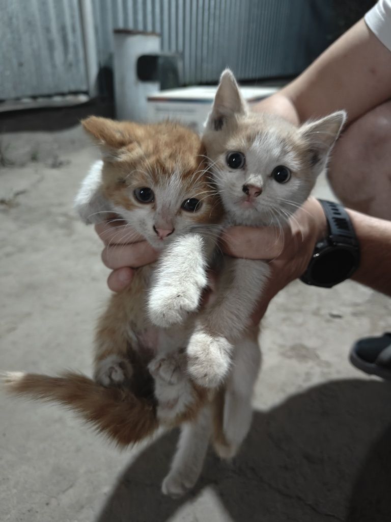 Бесплатно котята