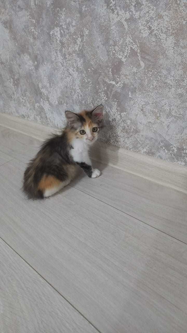 Котенок в добрые руки