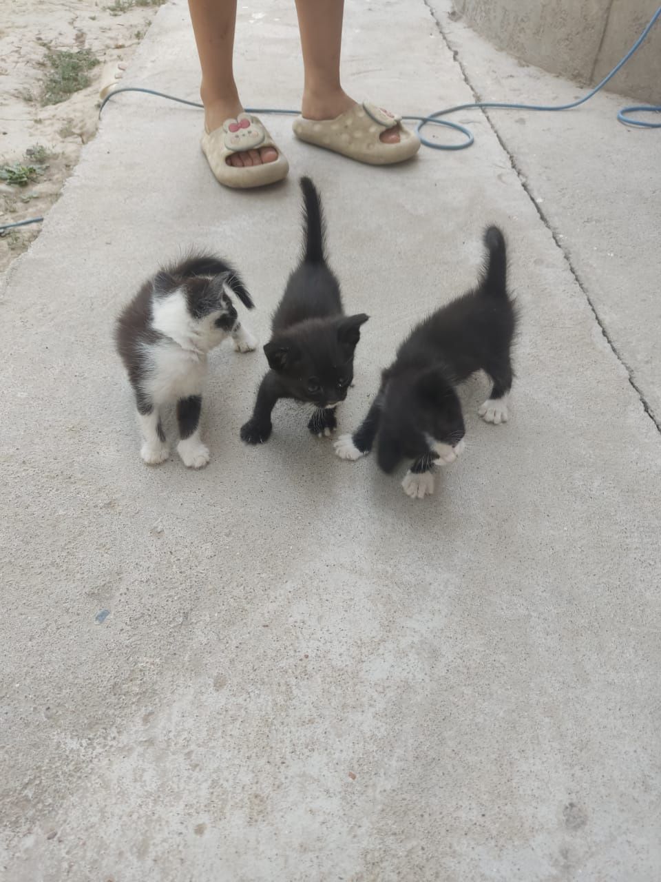 Котята бесплатно