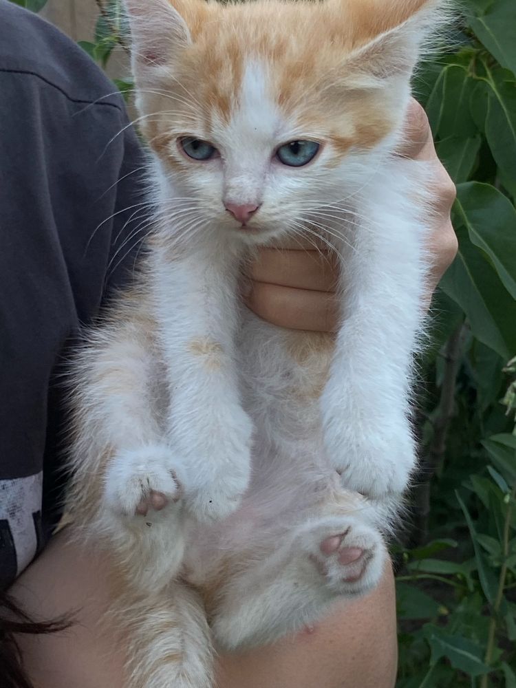 Отдадим котят в хорошие руки!