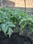 Продам рассаду помидор