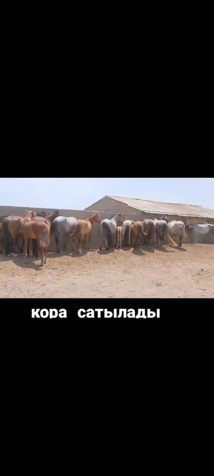 қора сатылады 180млн