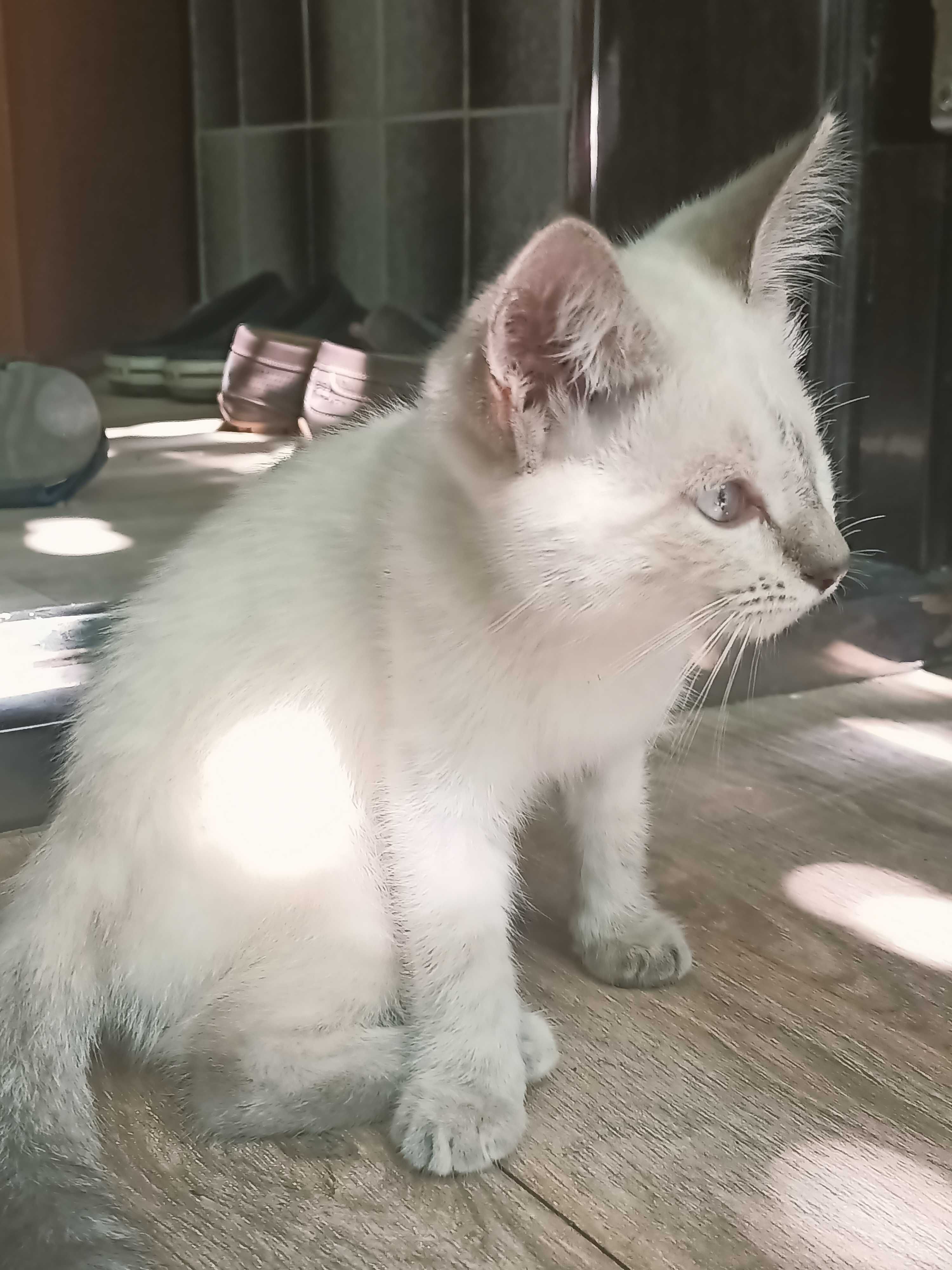 Отдам котенка (3 мес) девочка