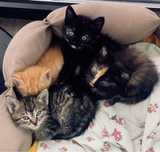 котята ищут дом!