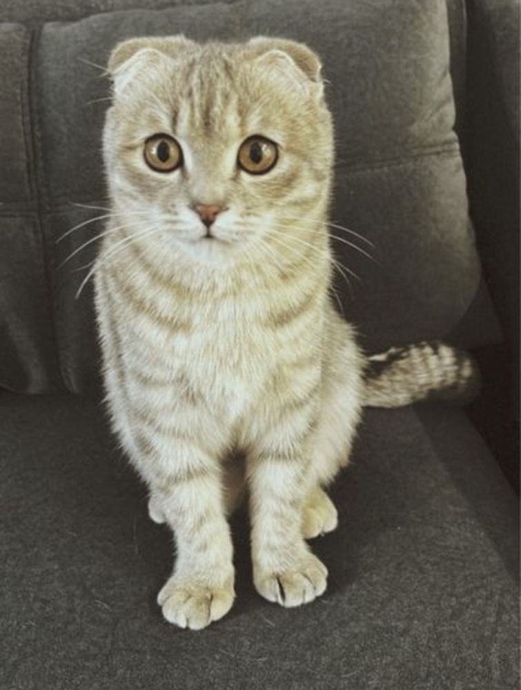 Отдам Шотландскую вислоухую кошку в хорошие руки