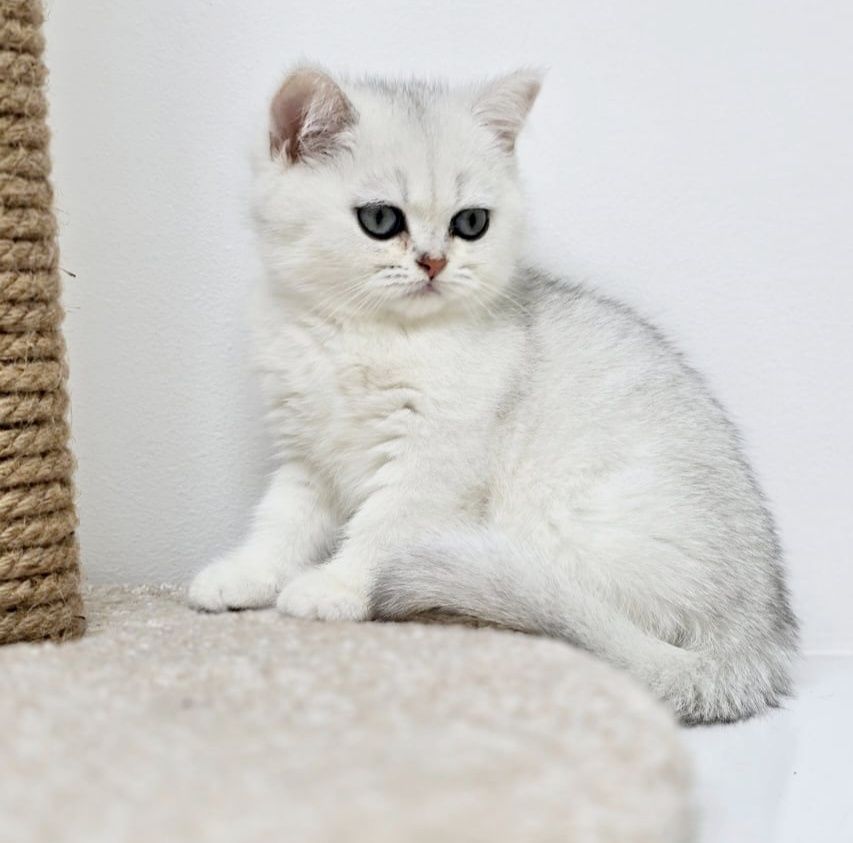 Котики и кошечки британские