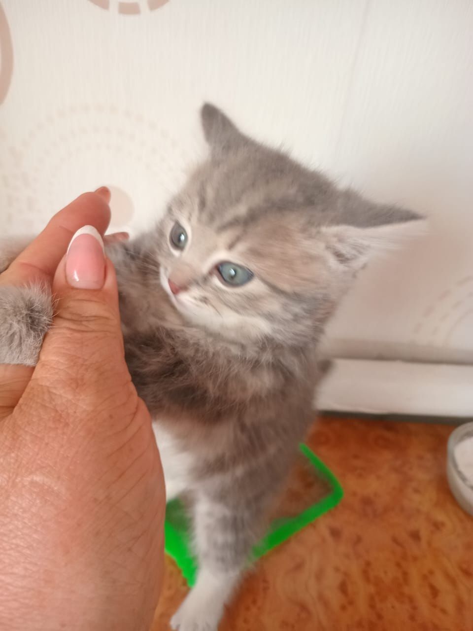 Отдам котят бесплатно
