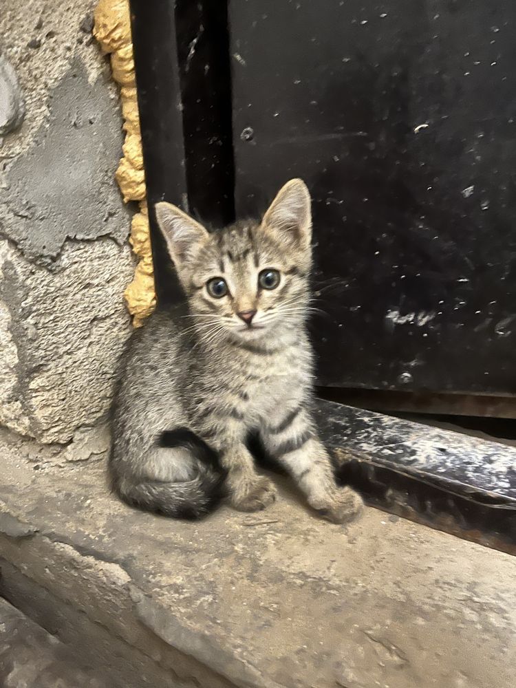 4 котенка 1 кошка