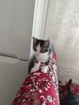 Отдам котят кушают всё!)