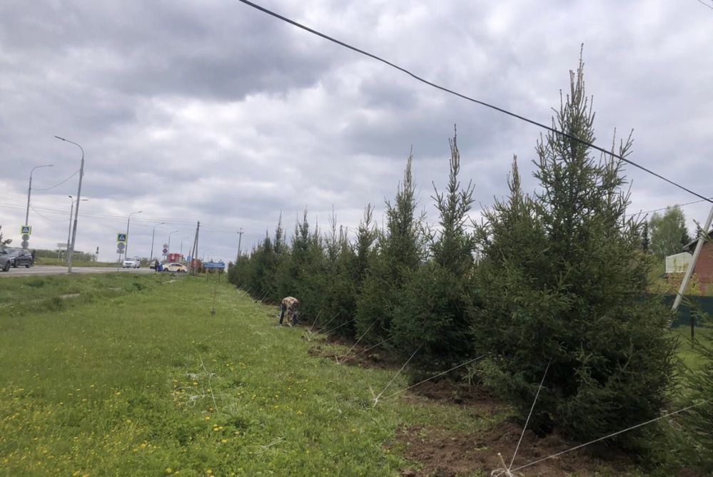 КРУПНОМЕРЫ хвойных культур Сосны, Ели Голубые, Ели зеленые