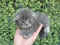Котята сиамские
