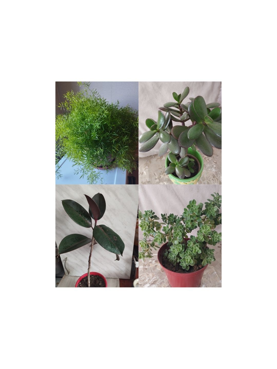 Цветы разные молодые укоренённые