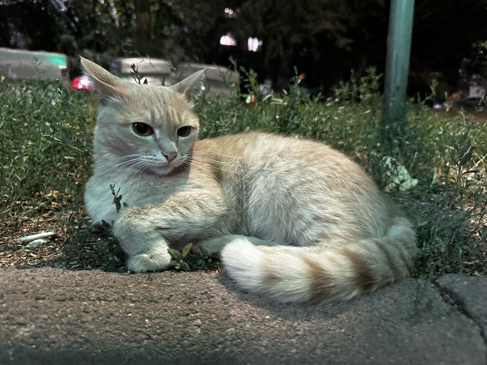 Кошечка ищет дом