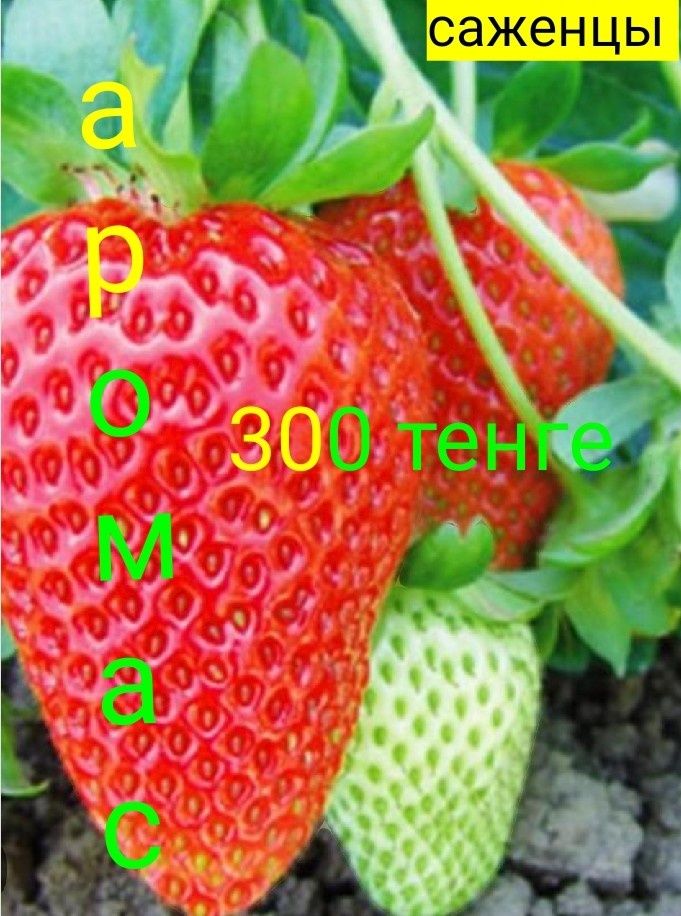 Саженцы клубники  30 разных сортов