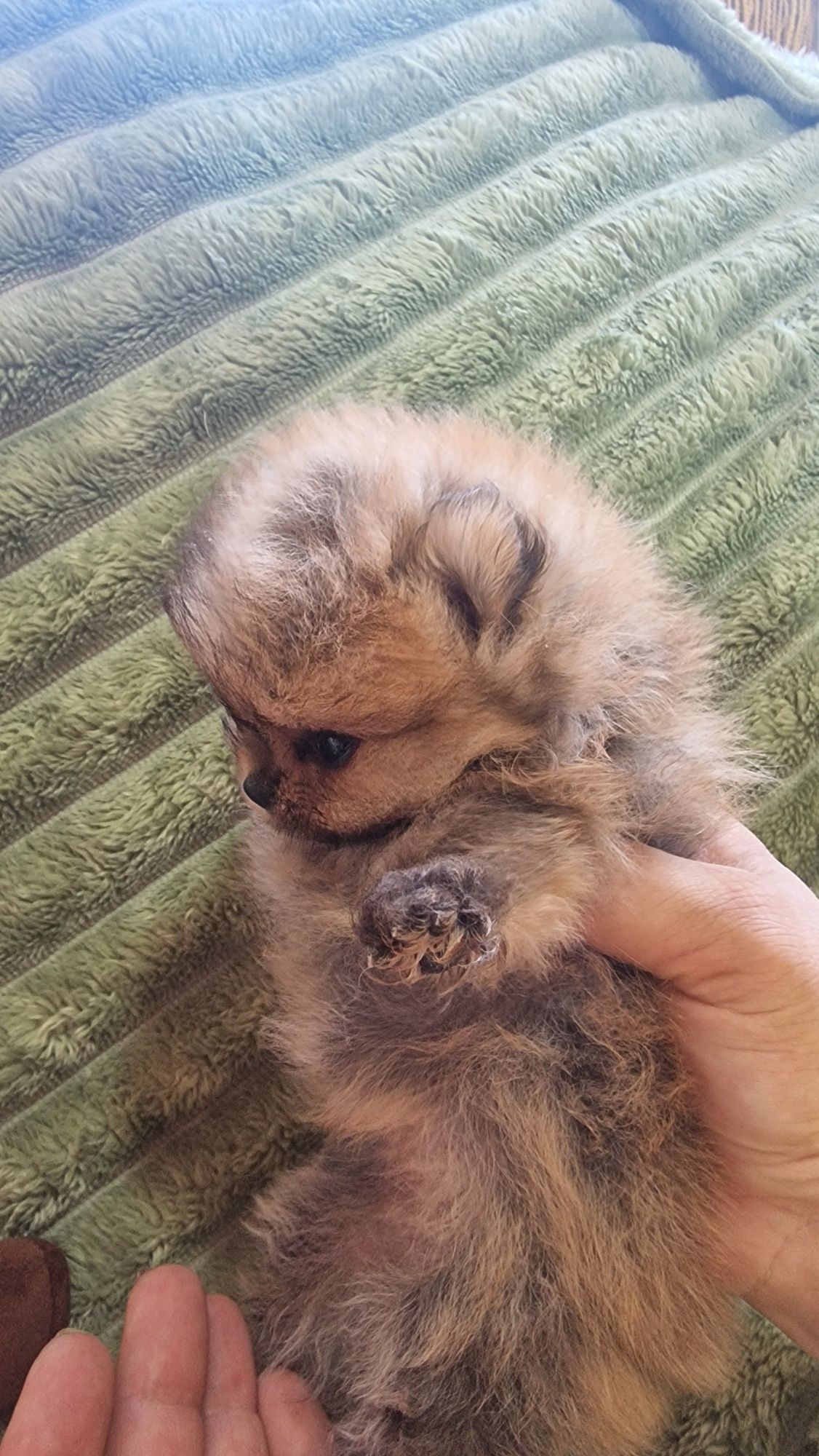 Эксклюзивчик,микро мальчик шпиц