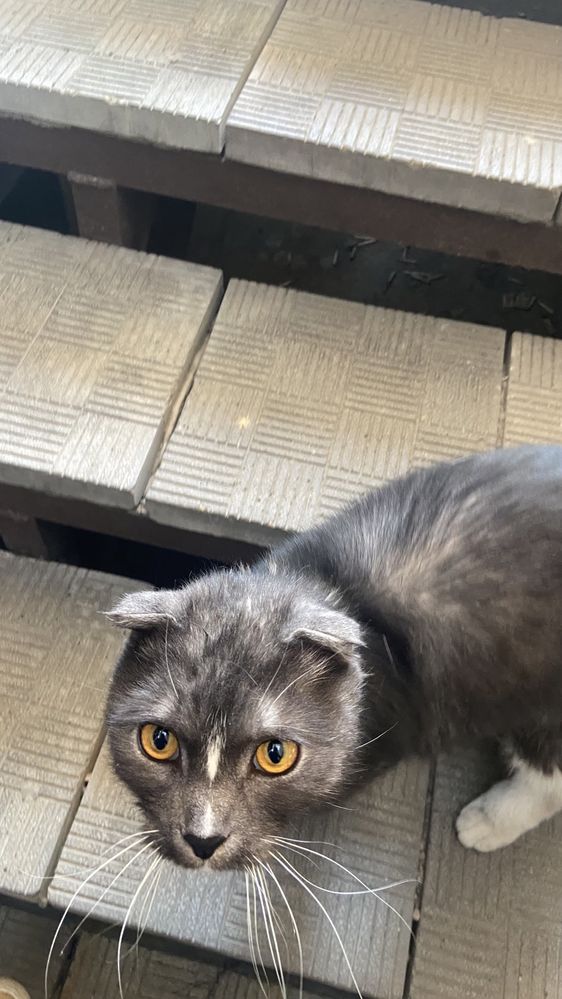 Найден кот