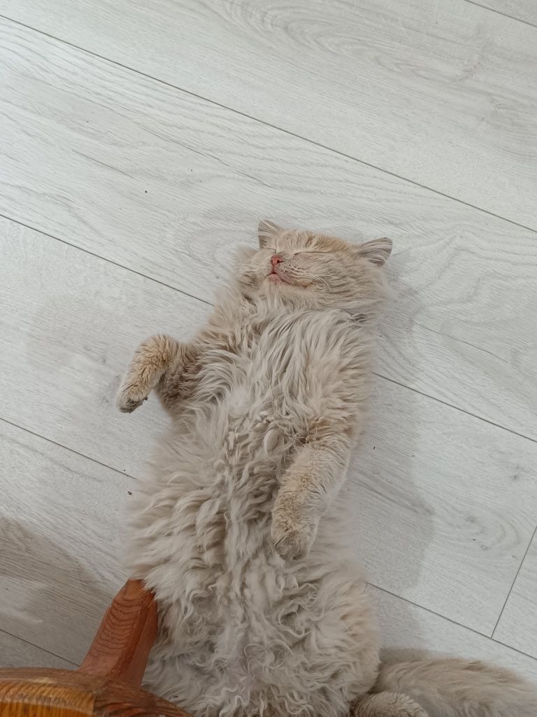 Кот завут Федя .