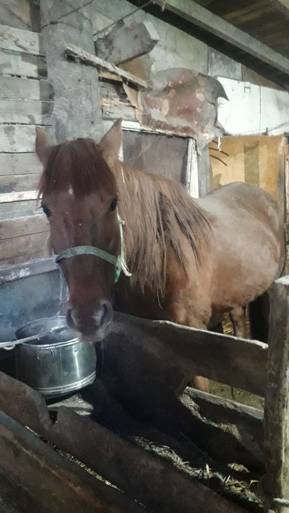 Продам кобылу дойную