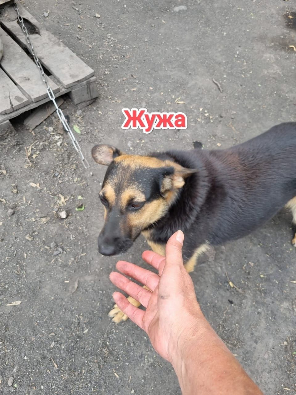 Дарю в добрые и ответственные руки