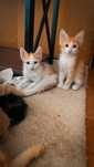 Котенки(девочки),к еде не прихотливые,ищем ответсвенных