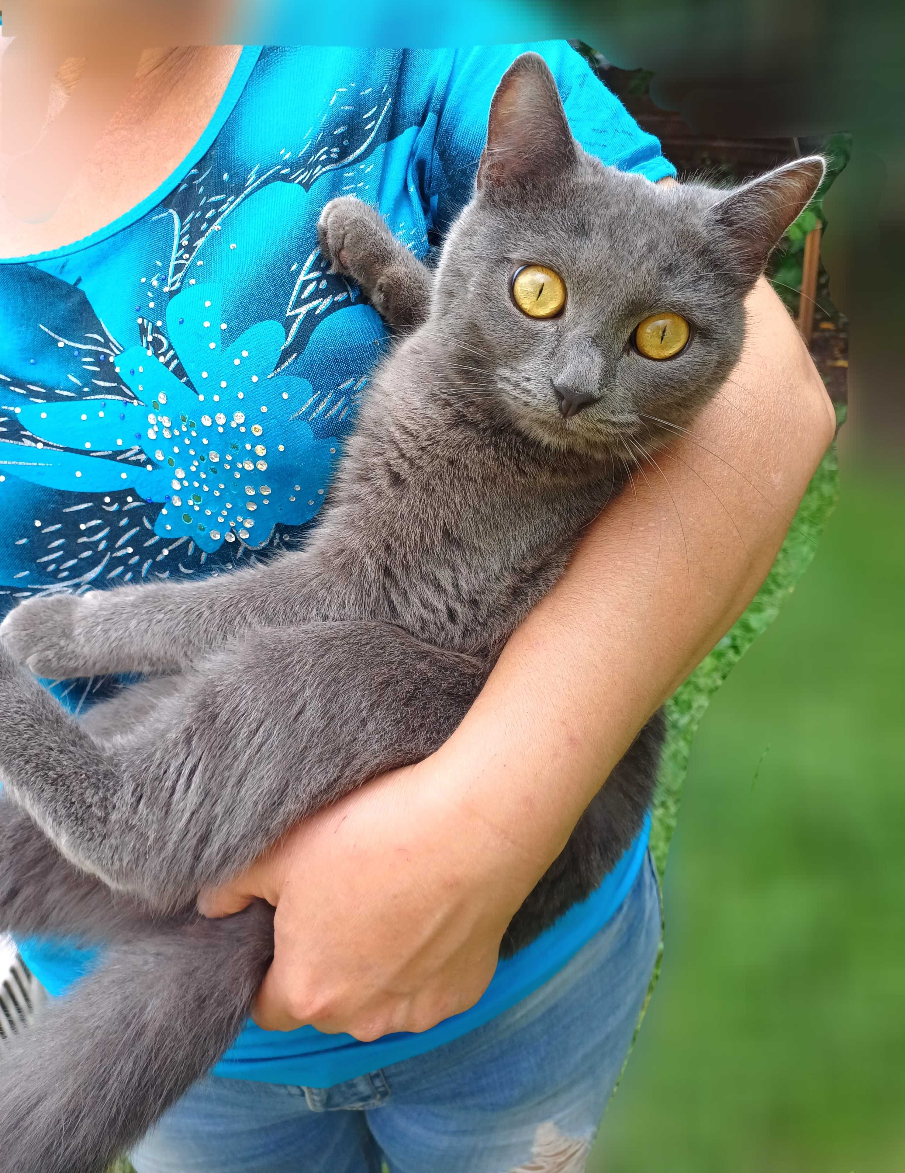 Кошечка Эйва ищет самых добрых и ответственных котородителей