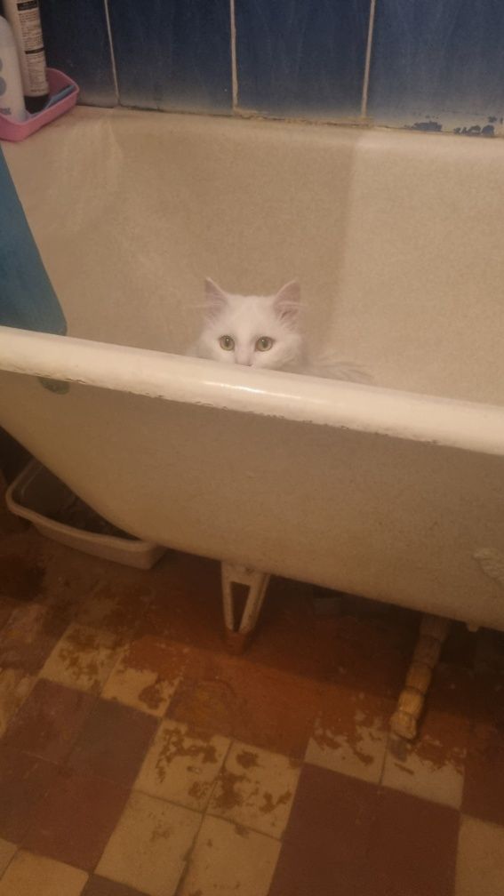 Кот ищет свою кошечку.Вязка
