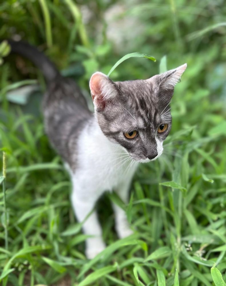 Котёнок в хорошие руки!