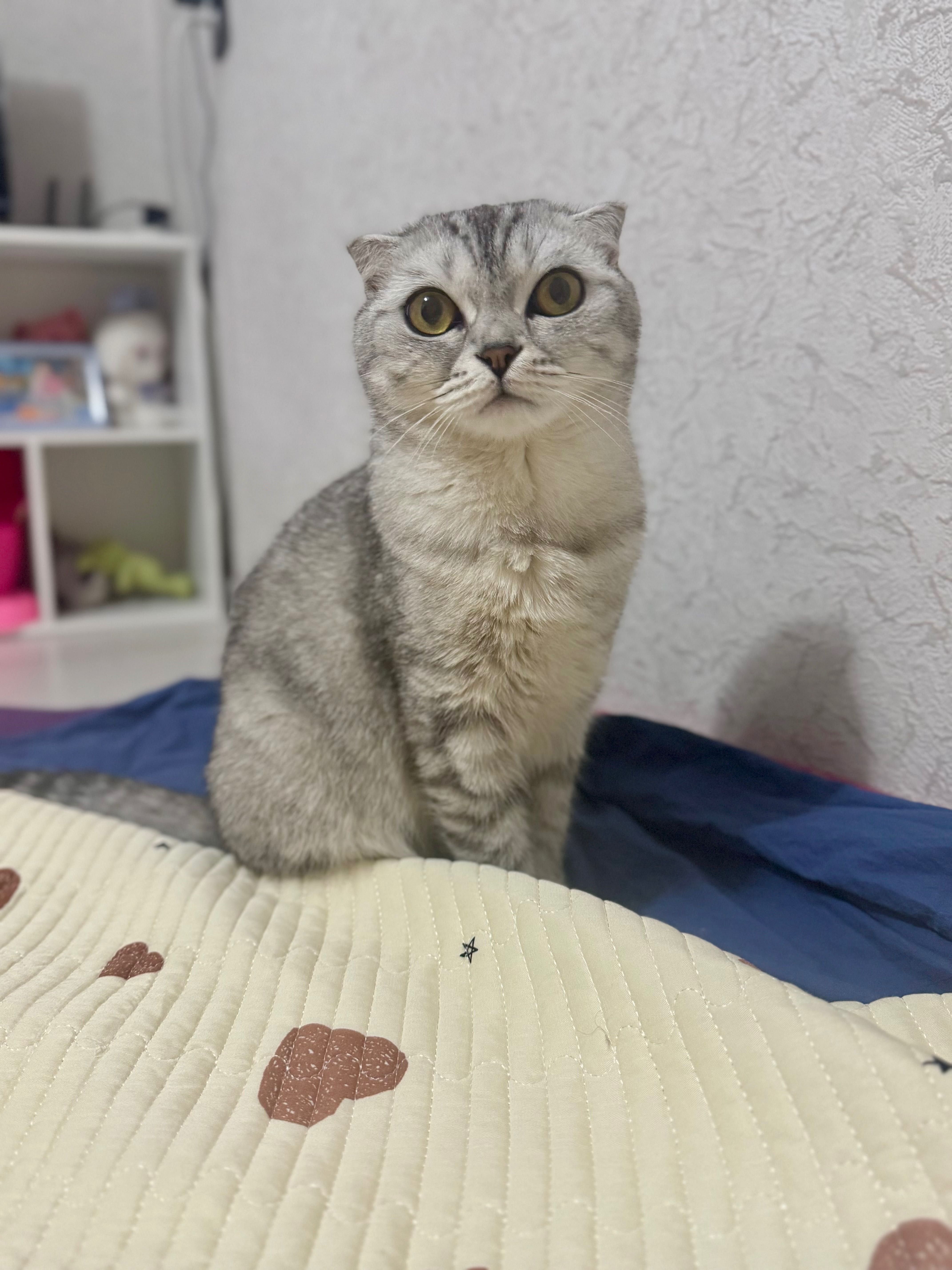 Кошка шотландская