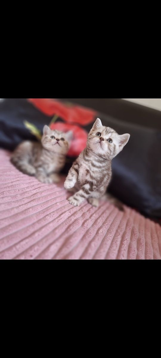 Британские котята