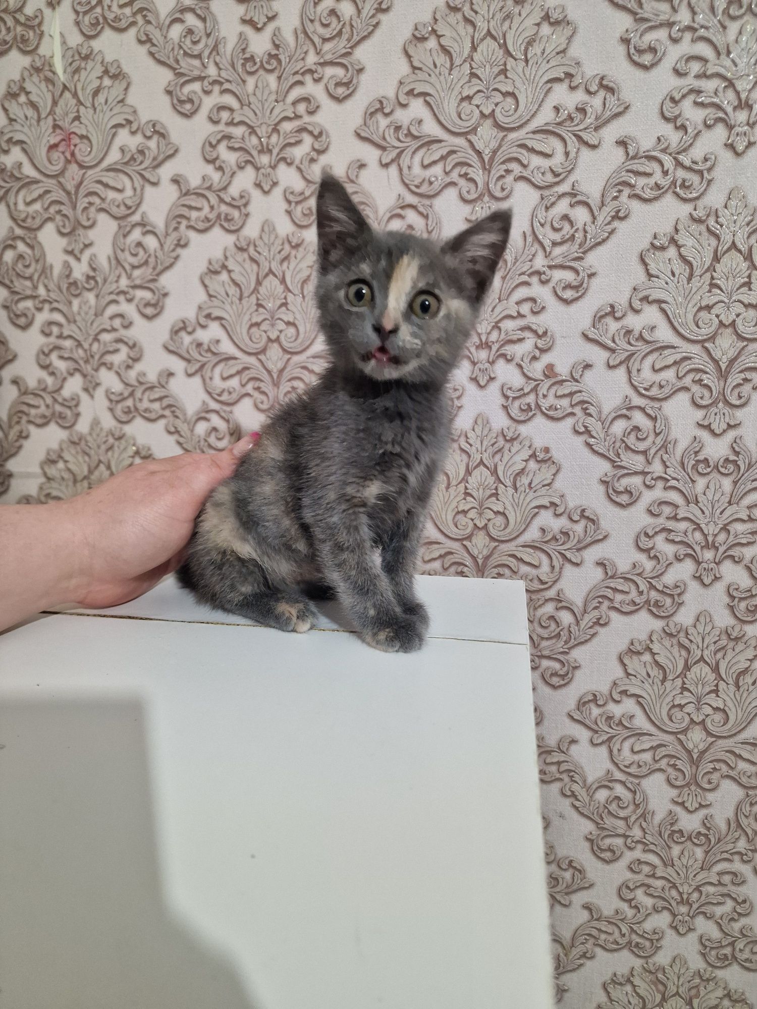 Кошечка ищет семью. Бесплатно