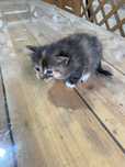Котенок милый маленький
