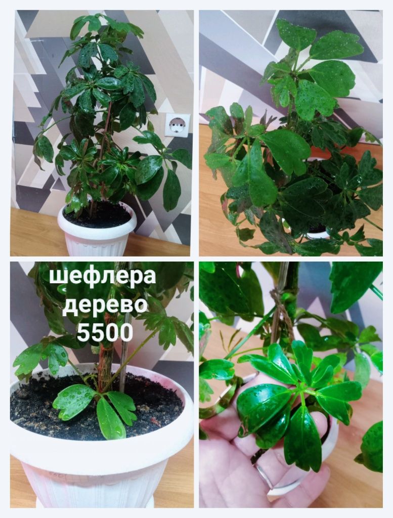 Срочно распрадаю комнатные растения