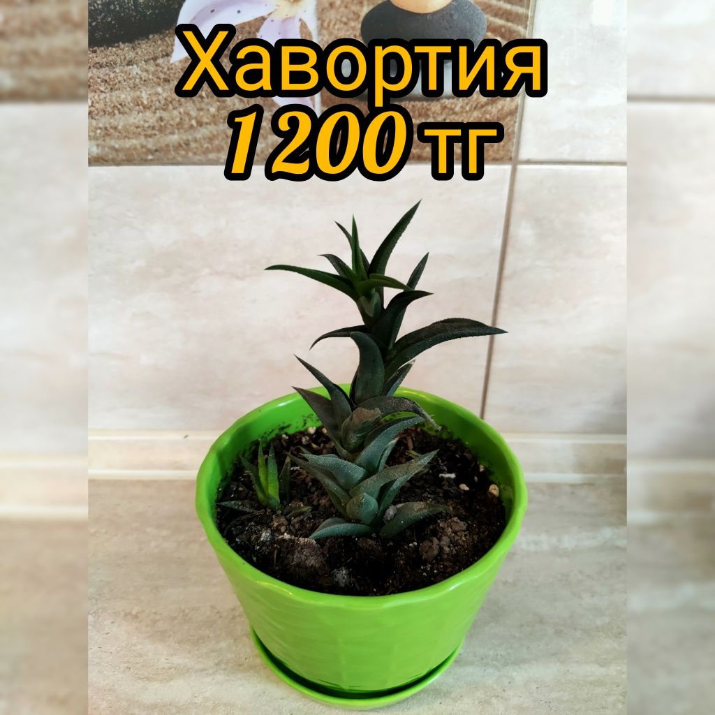 Комнатные растения