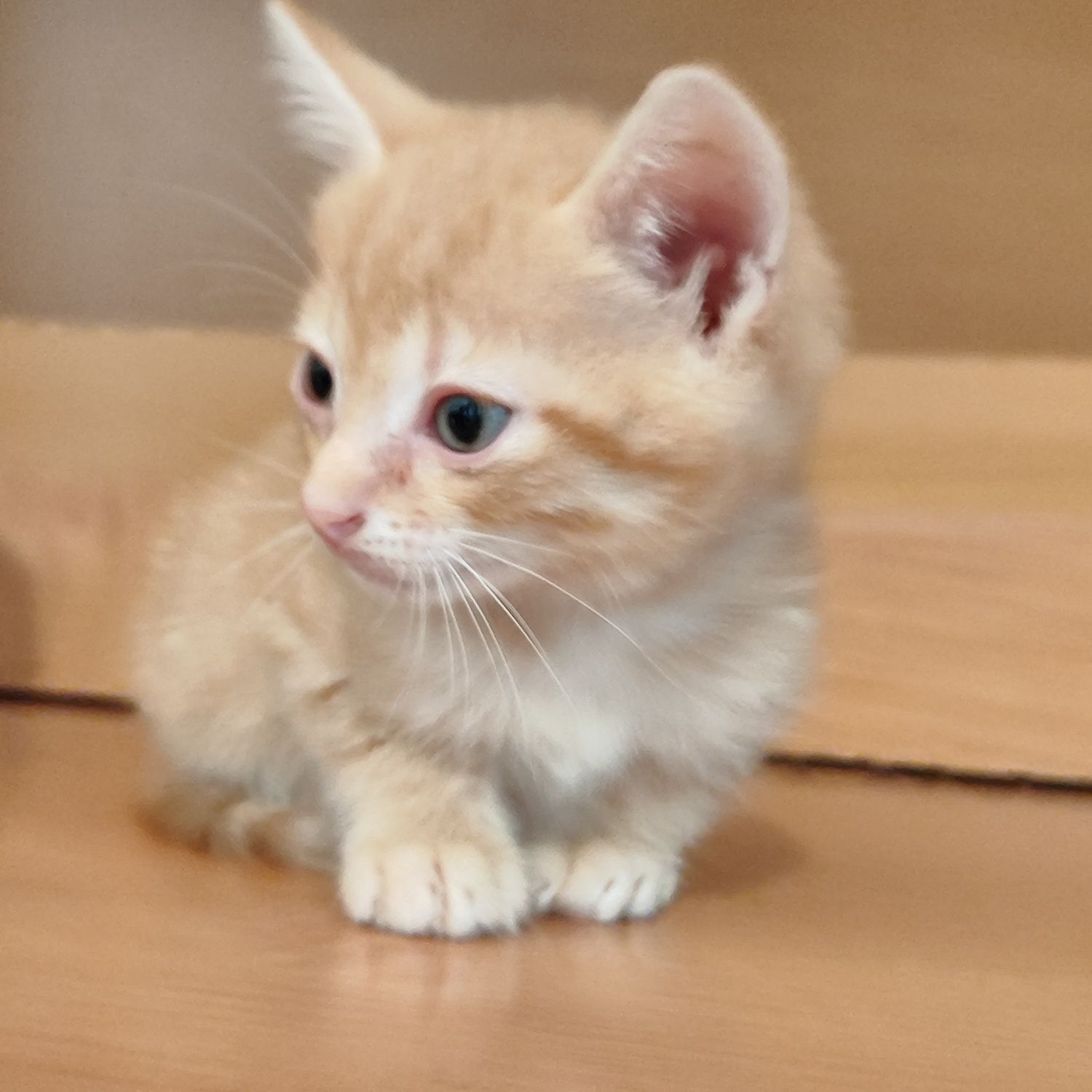Отдам котенки мальчики бауырластар 2