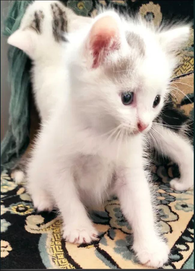 Котята мальчики домашние