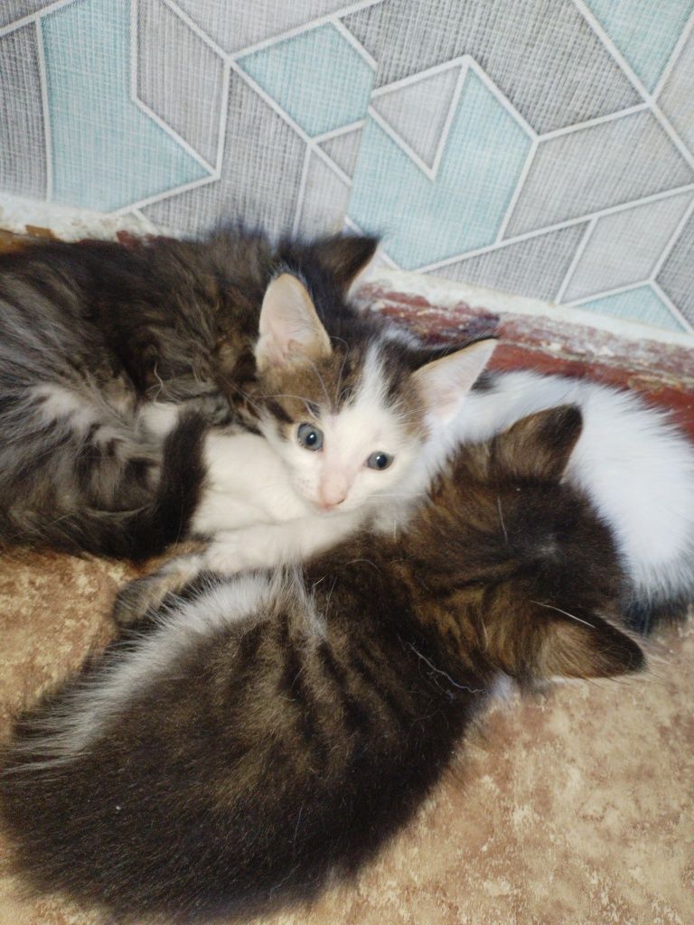 Отдам котят бесплатно