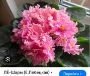 Продам набор деток сортовых фиалок