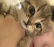 Очаровательный котёнки ищет заботливых хозяев.