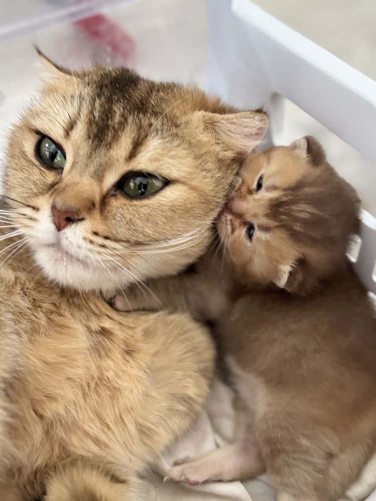 Открыта бронь на котят