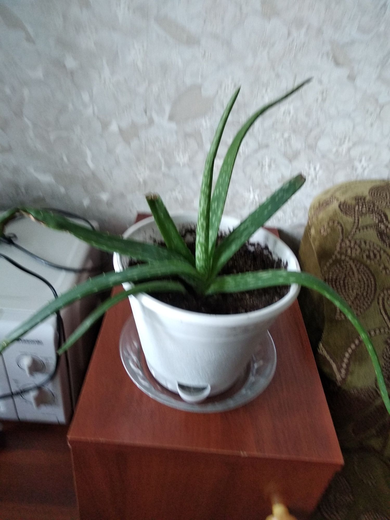 I'mПродам аллое широколистный 5000тенге