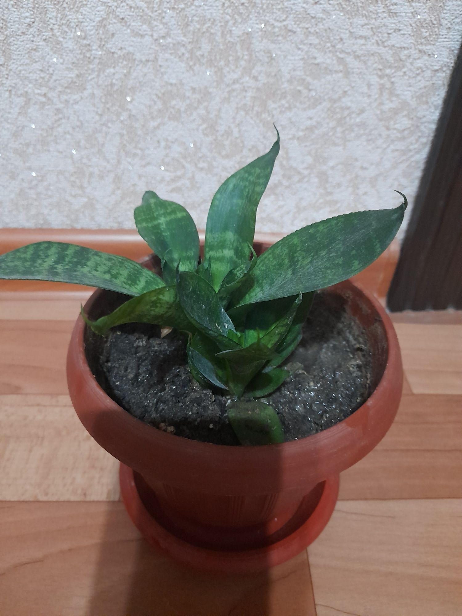 Продам комнатные цветы
