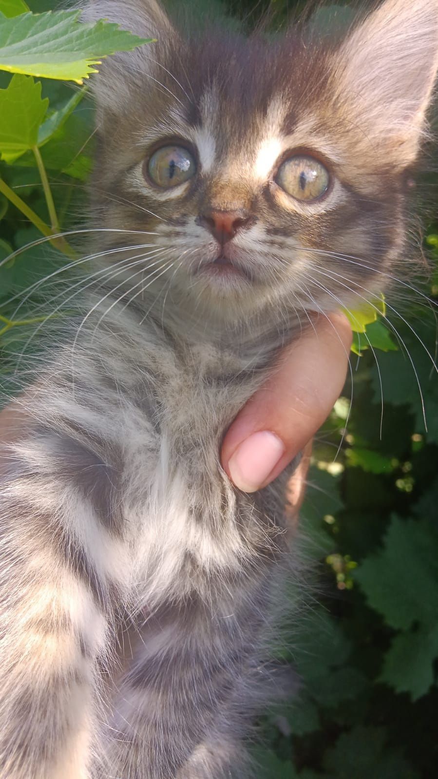 Отдам котят бесплатно